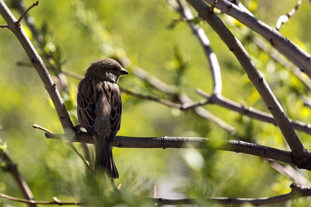 я все вижу и слежу за Вами