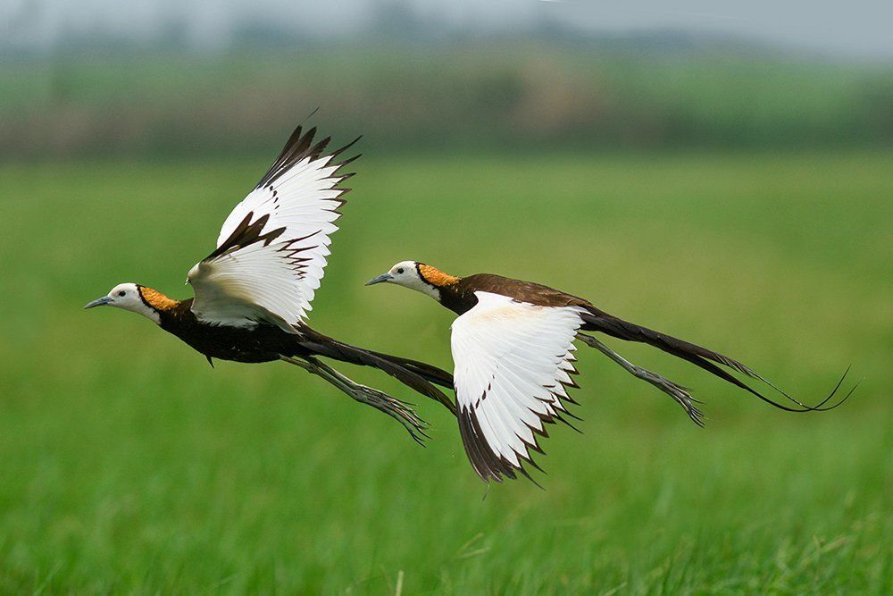 Pheasant Tailed Jacana