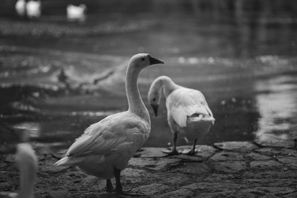 Conversations in nature