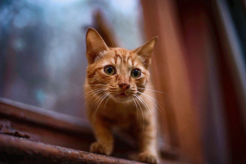 Портрет рыжего кота