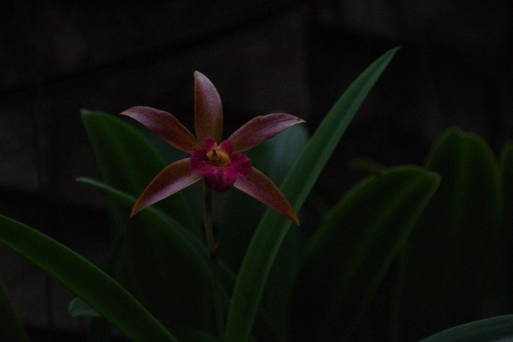 Dark flower