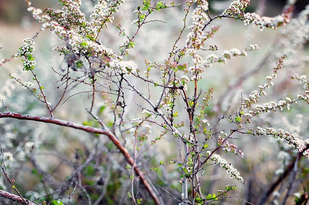 Просто веточка