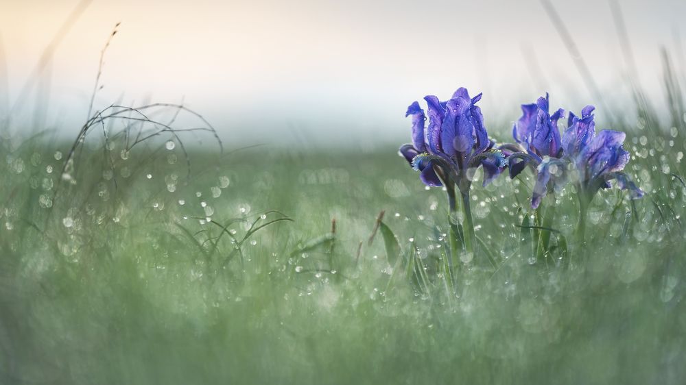 В россыпи бриллиантов
