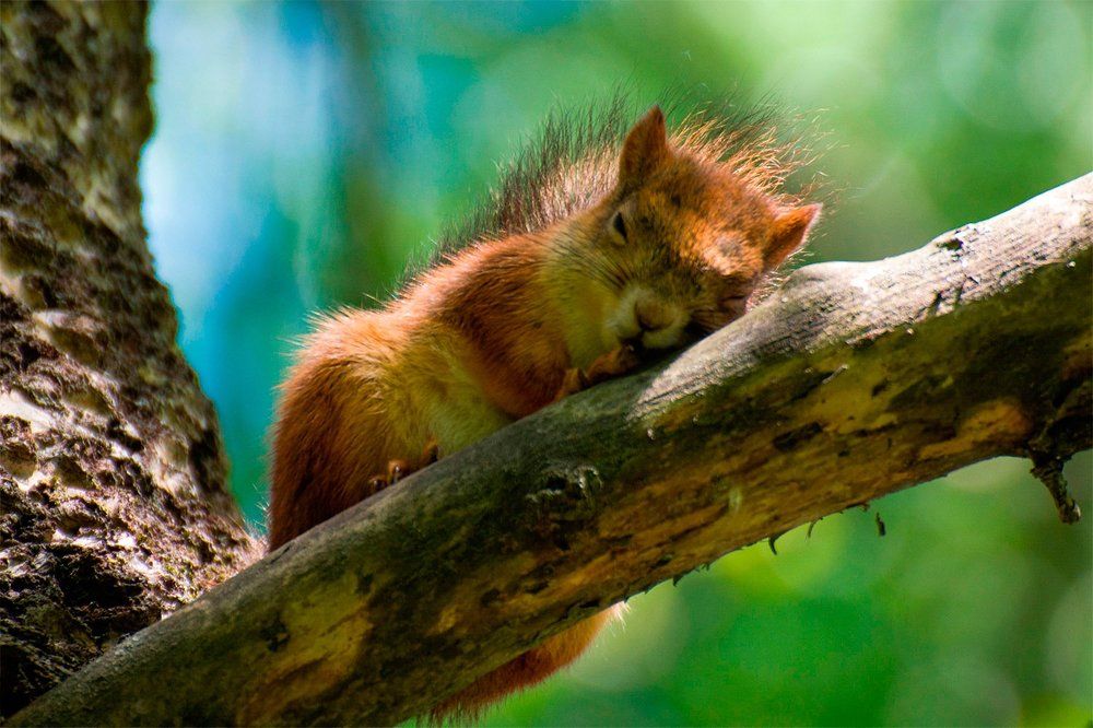 Разморило на солнышке