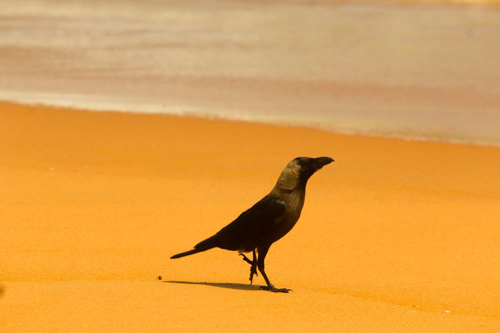 On Beach, waiting for Wave...
