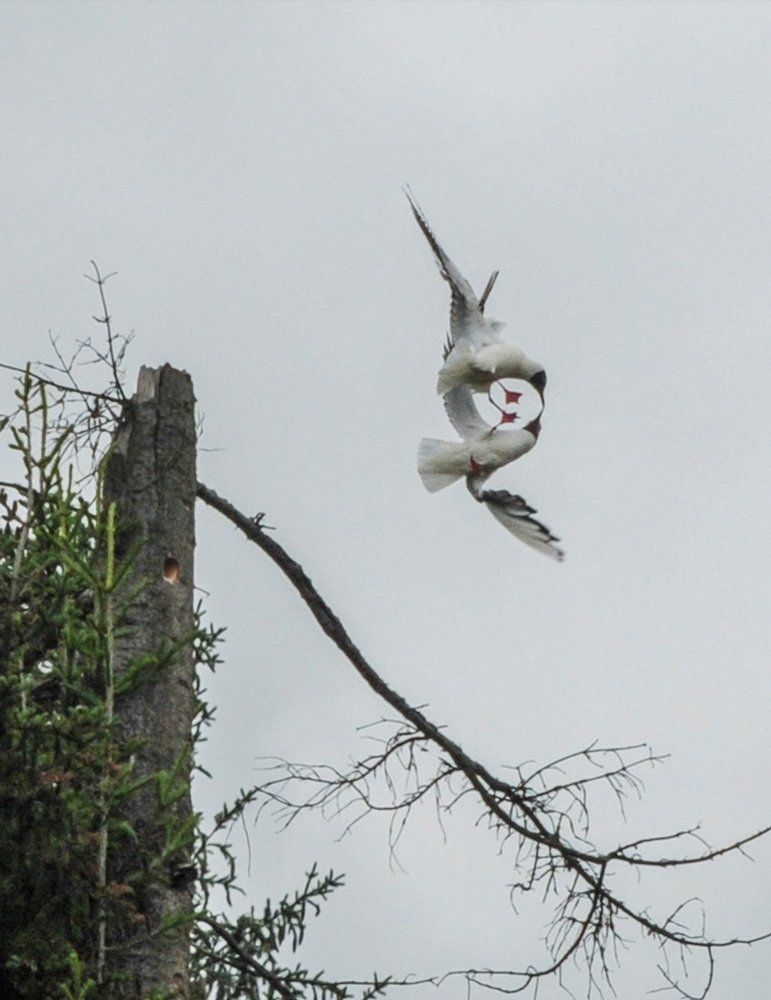 Борьба за место