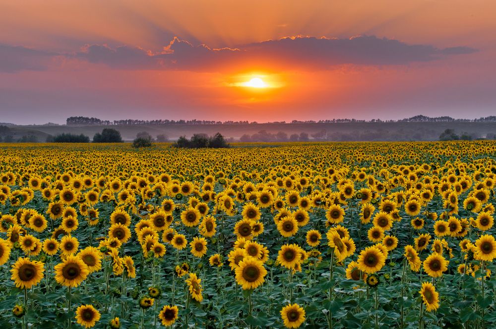 Подсолнухи