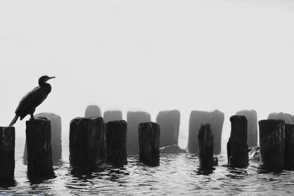 Photograph by яна