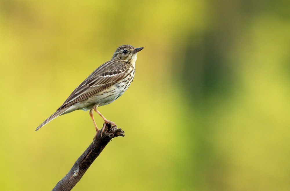 "Лесной конек"