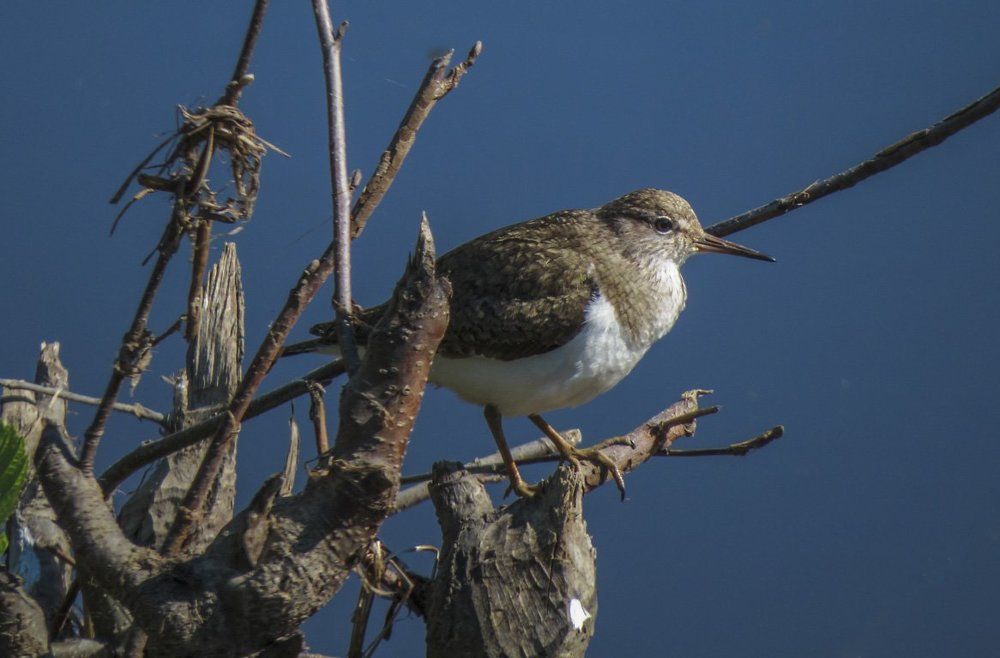 Кулик-перевозчик