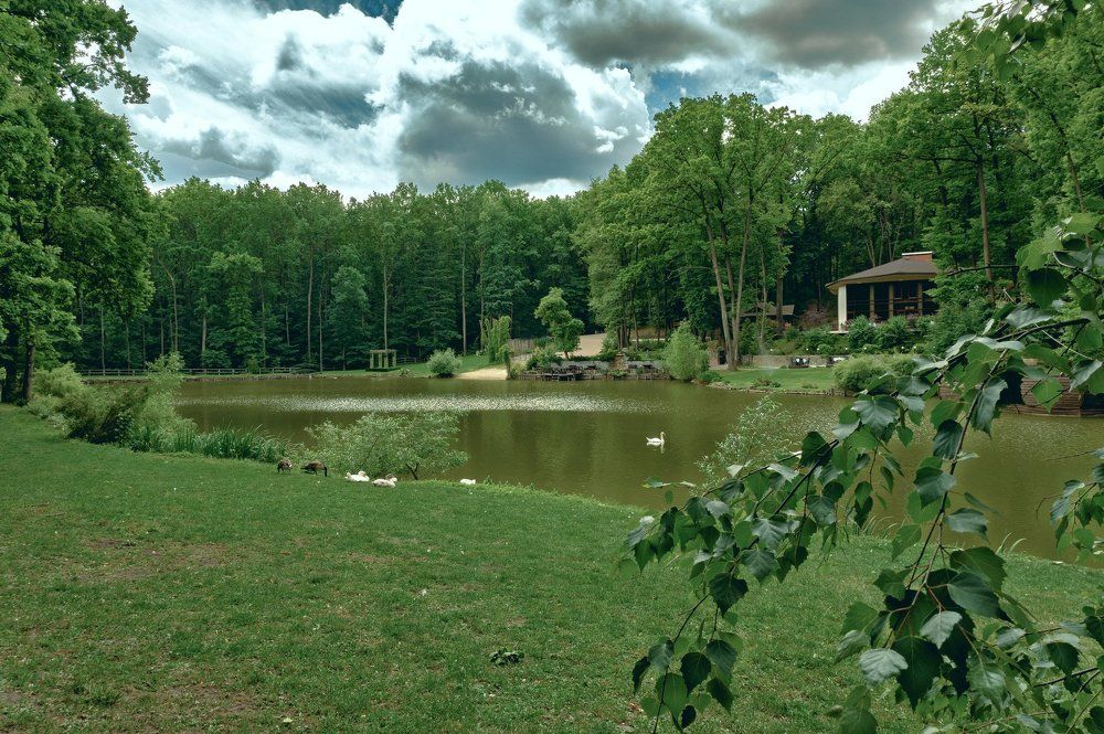 лесной пруд