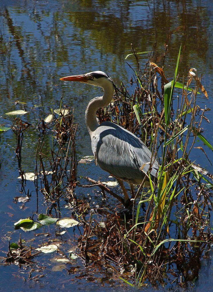 Серая цапля