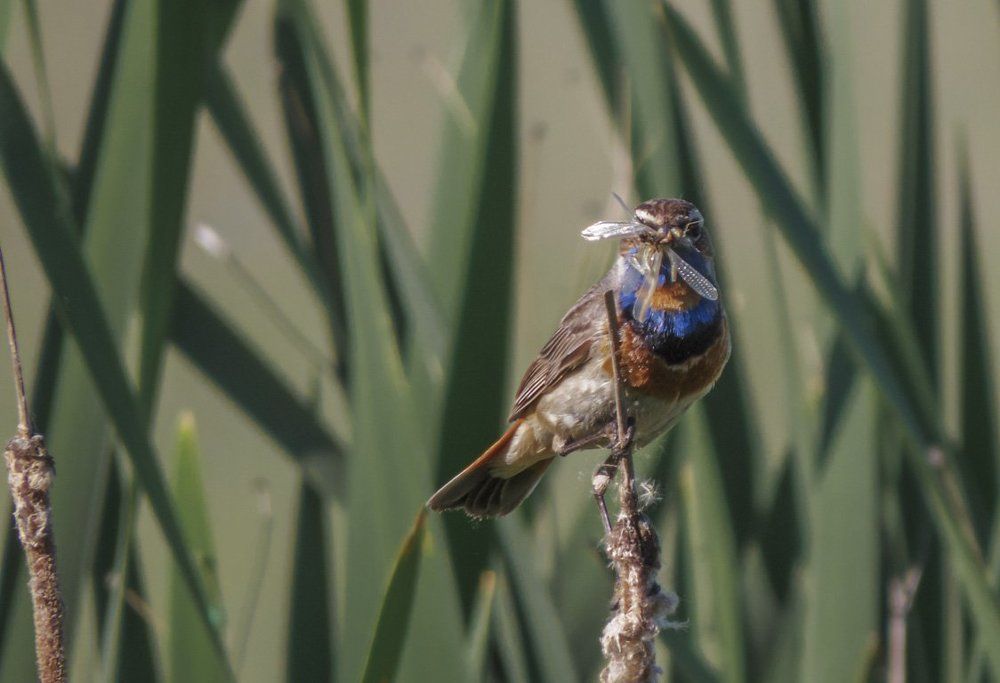 А бабочка крылышками бяк-бяк-бяк