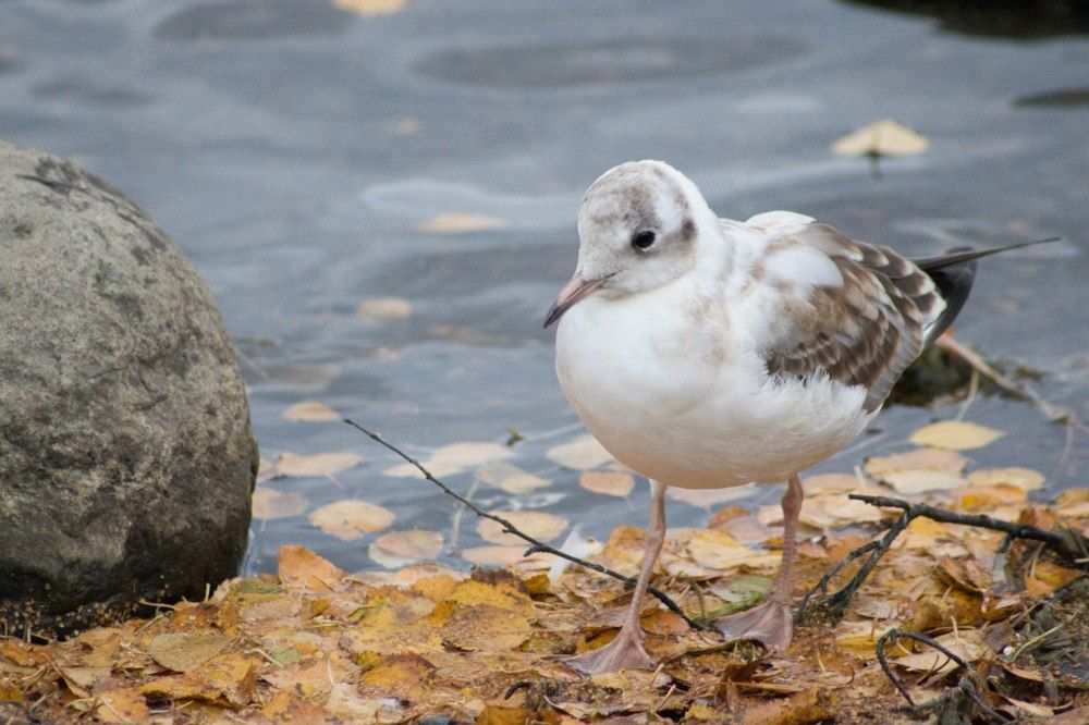 Photograph by Антон