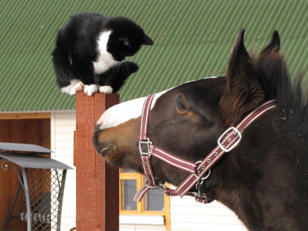 Знакомство.