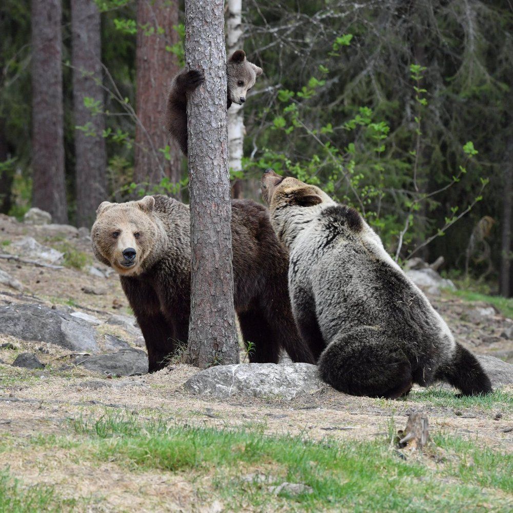 Начало свары