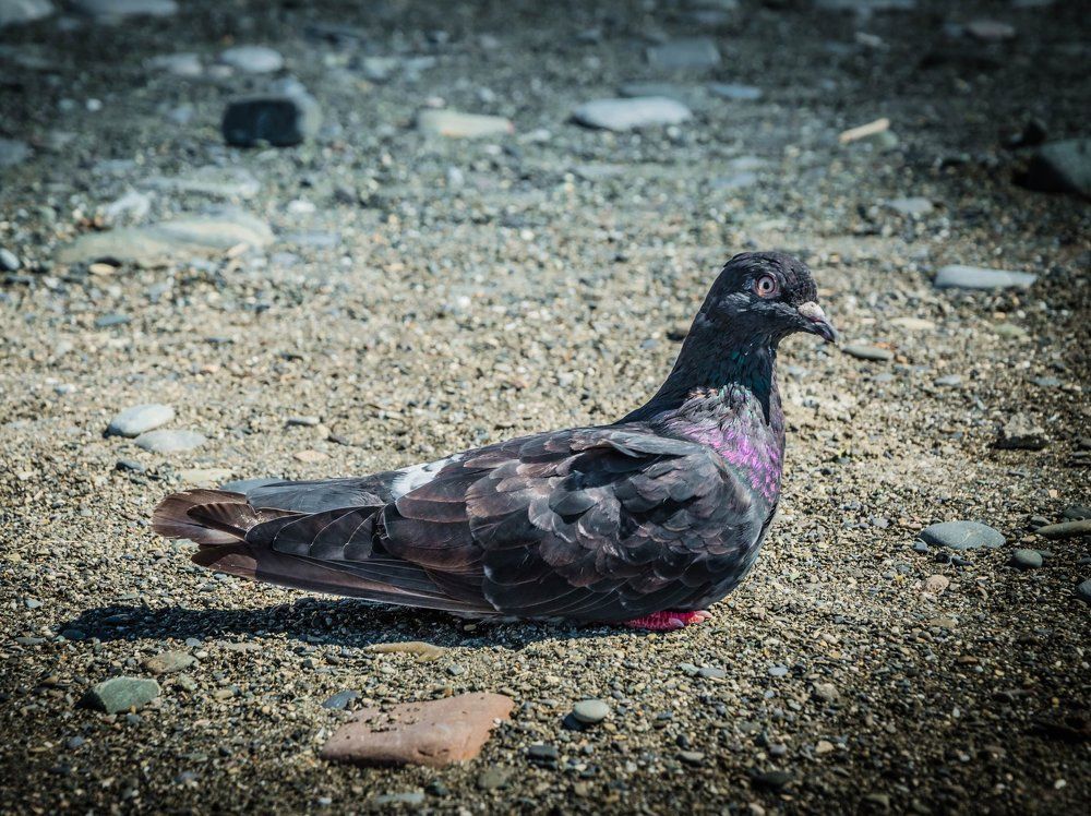 Голубь на пляже Ривьера, г. Сочи