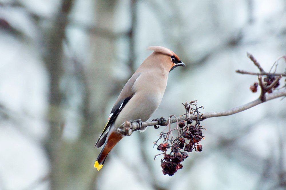 Свиристель