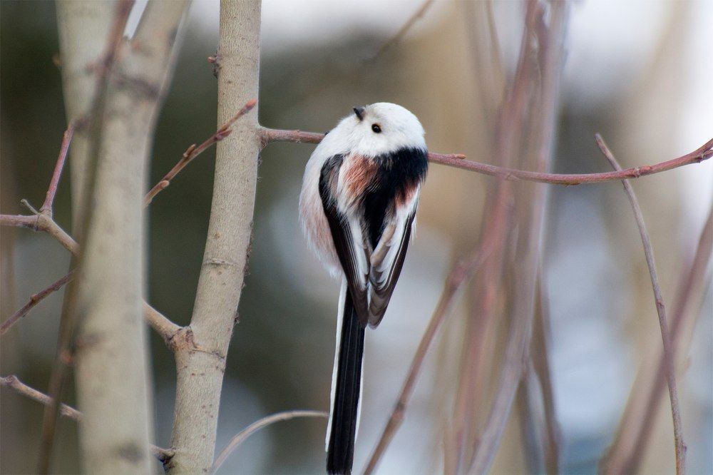 Длиннохвостая синица (ополовник)