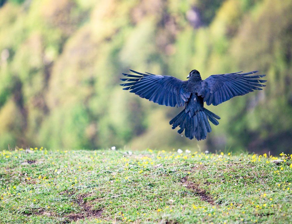 Wings of freedom