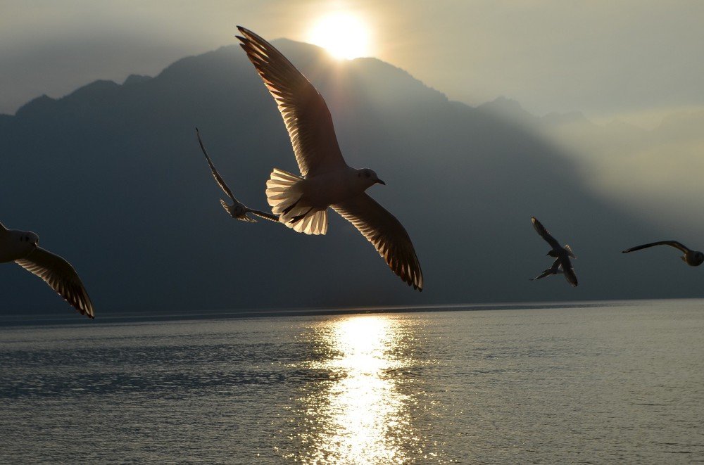 Sunny bird