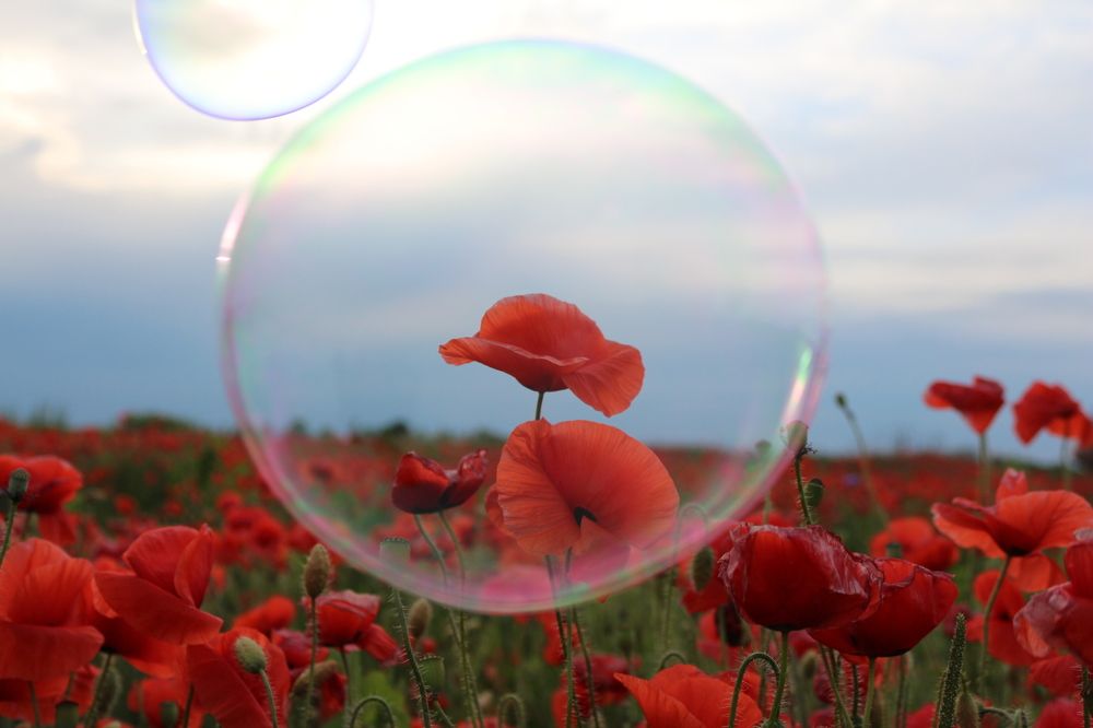 по дороге из желтого кирпича