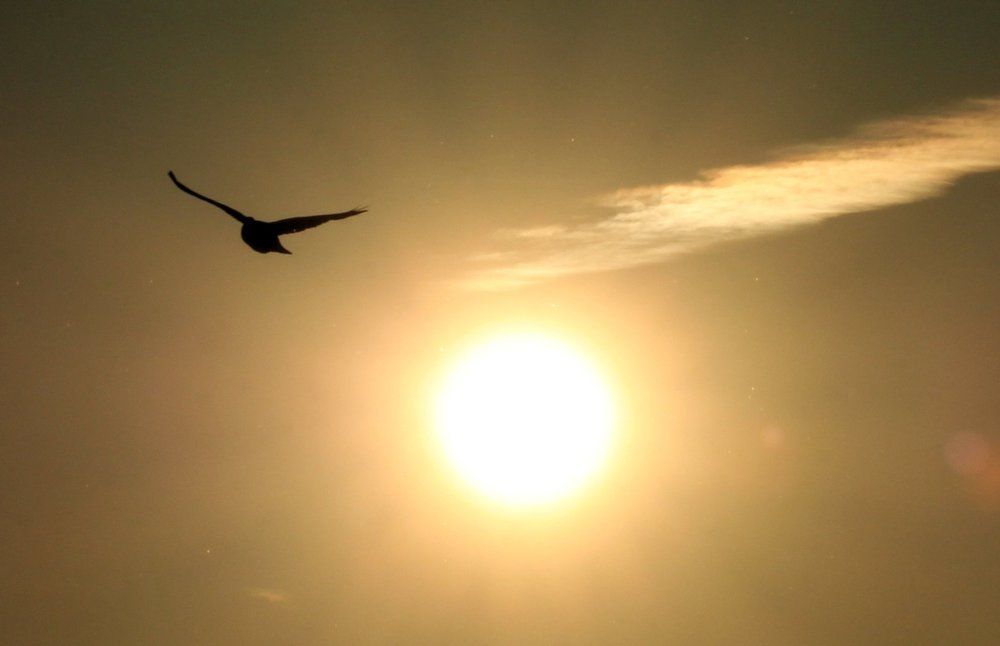 Посланник солнца