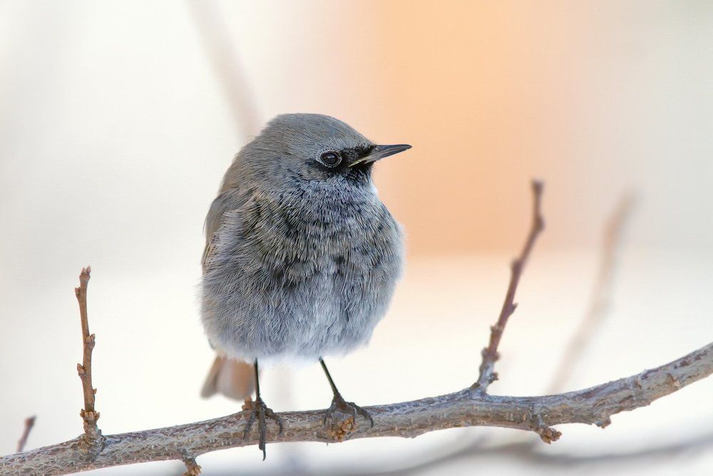 Горихвостка чернушка