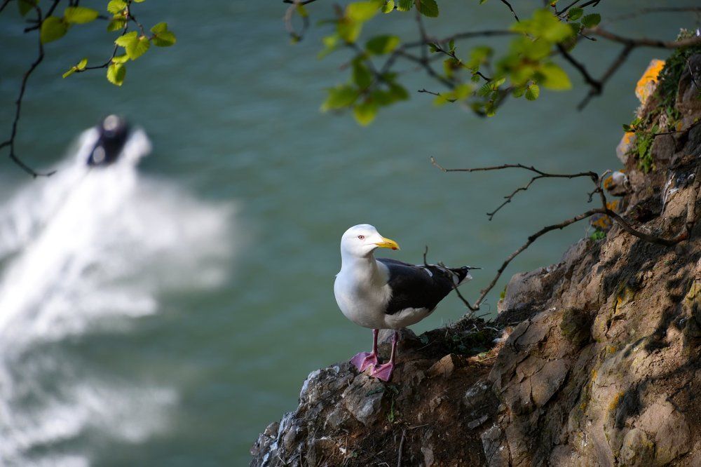 "Камчадалочка"