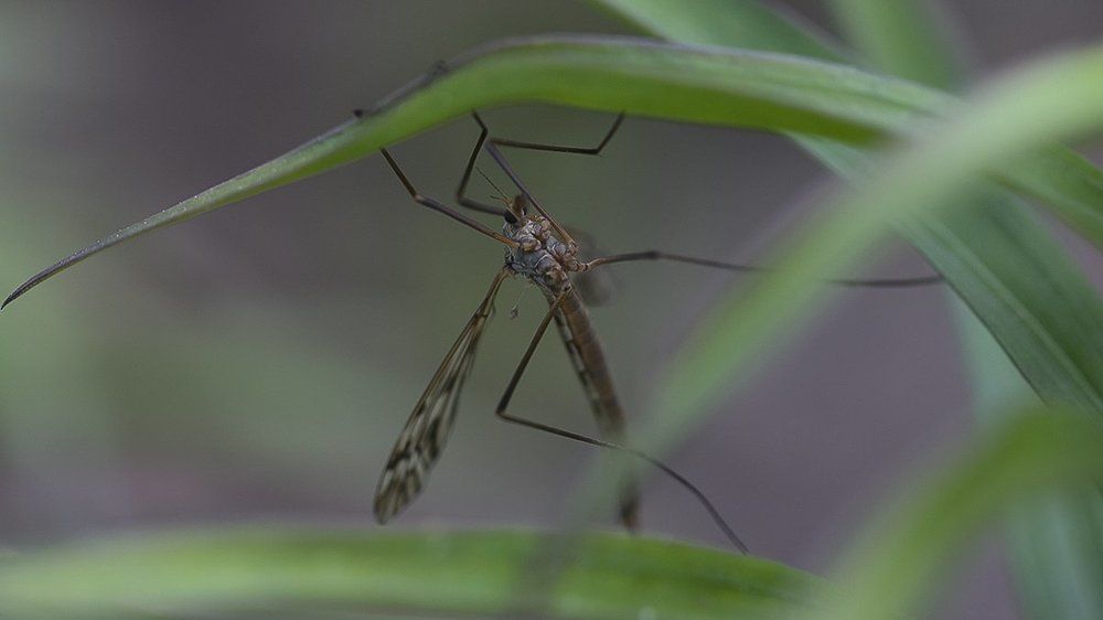 Долгоножка