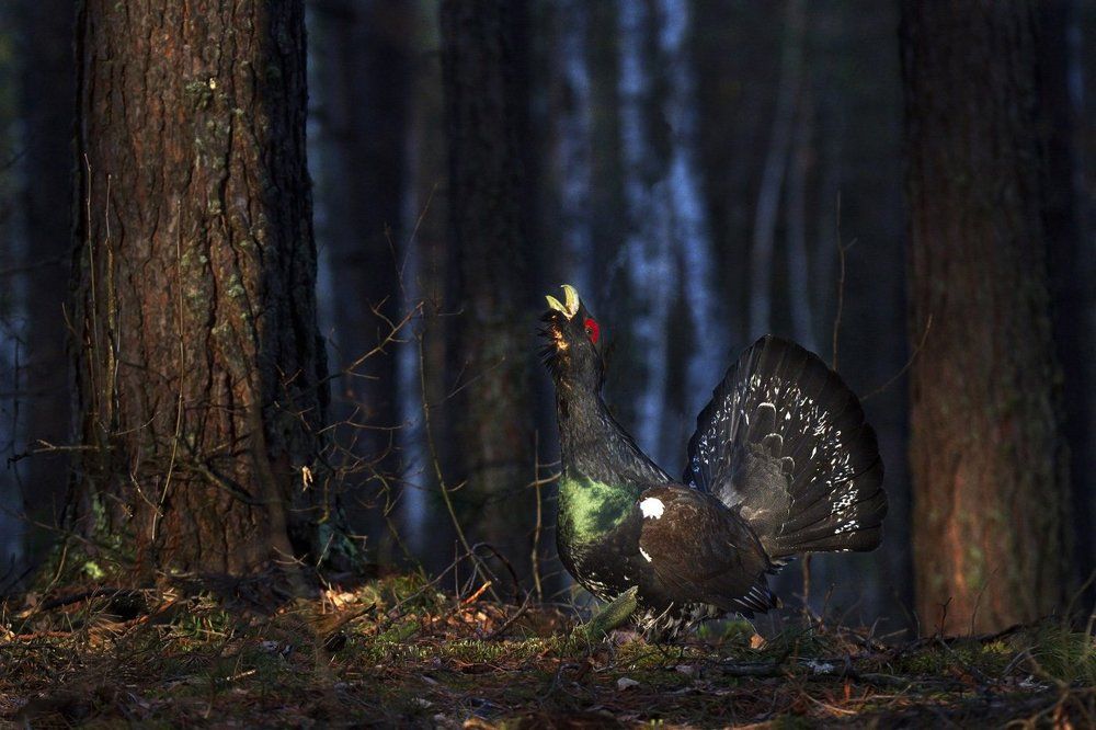 Утро на глухарином току.