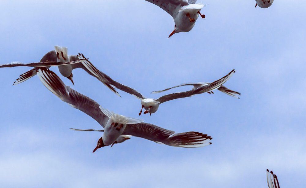 Свободные птицы