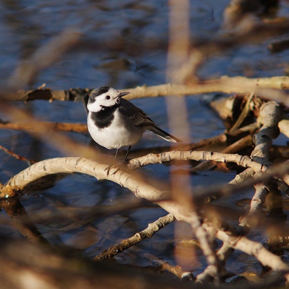 Гостья с другого берега
