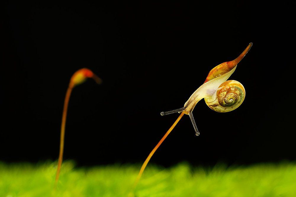 Золотое сечение