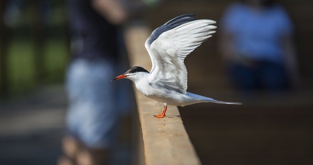 главное  - крылья