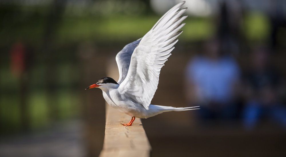 Главное - крылья