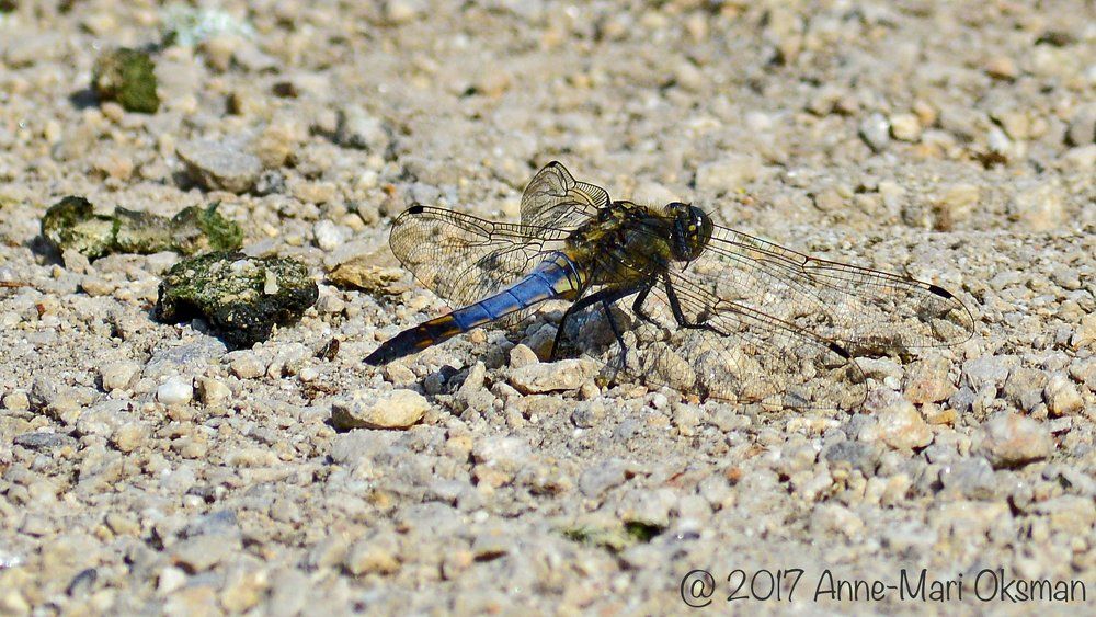 Dragonfly resting on pebbles