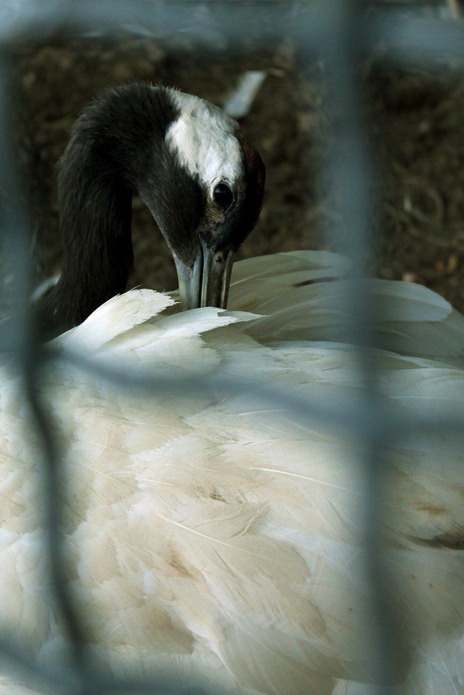 Фотография автора Vusale Zeynalova