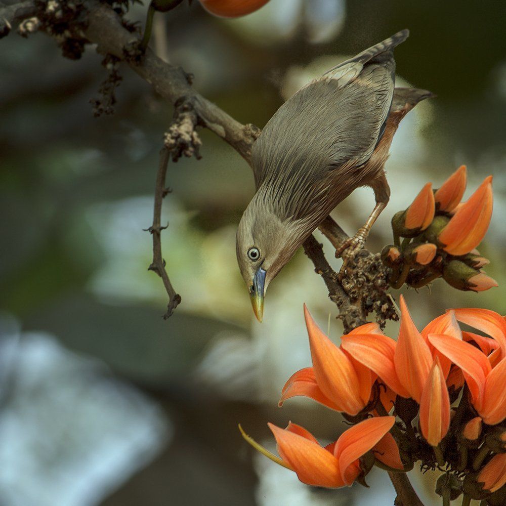 Chestnut-tailed starling