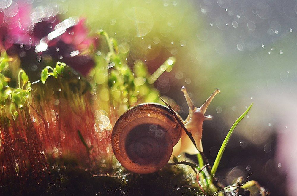 Сказочные будни милой улитки