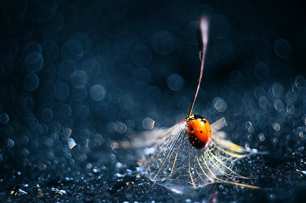 Я  сплету себе домик из сказочных снов