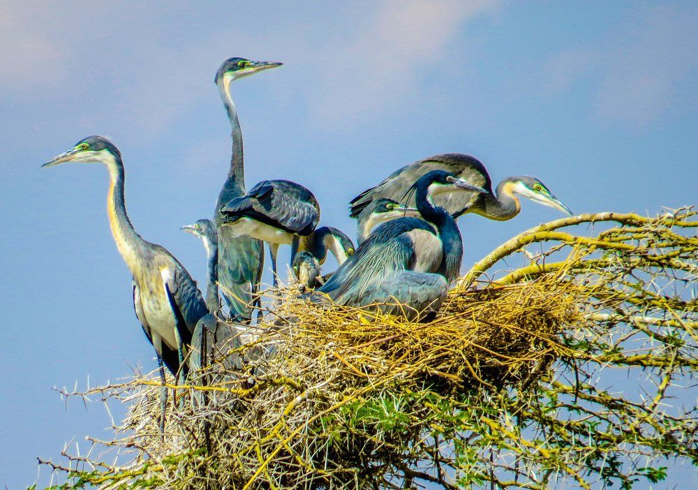 Черношейная цапля