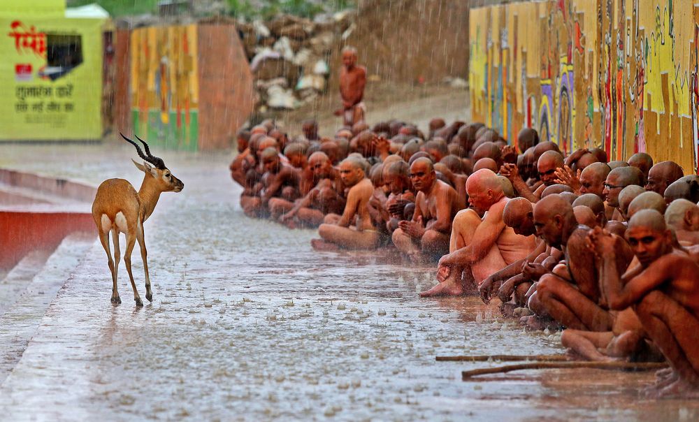 Deer At naga deeksha