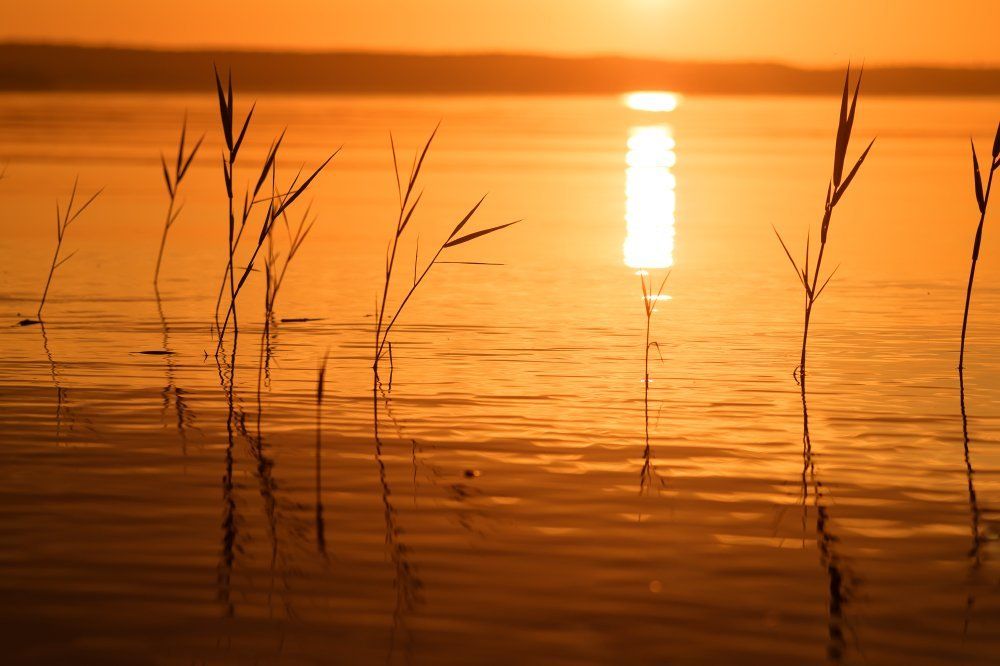 Золотая безмятежность