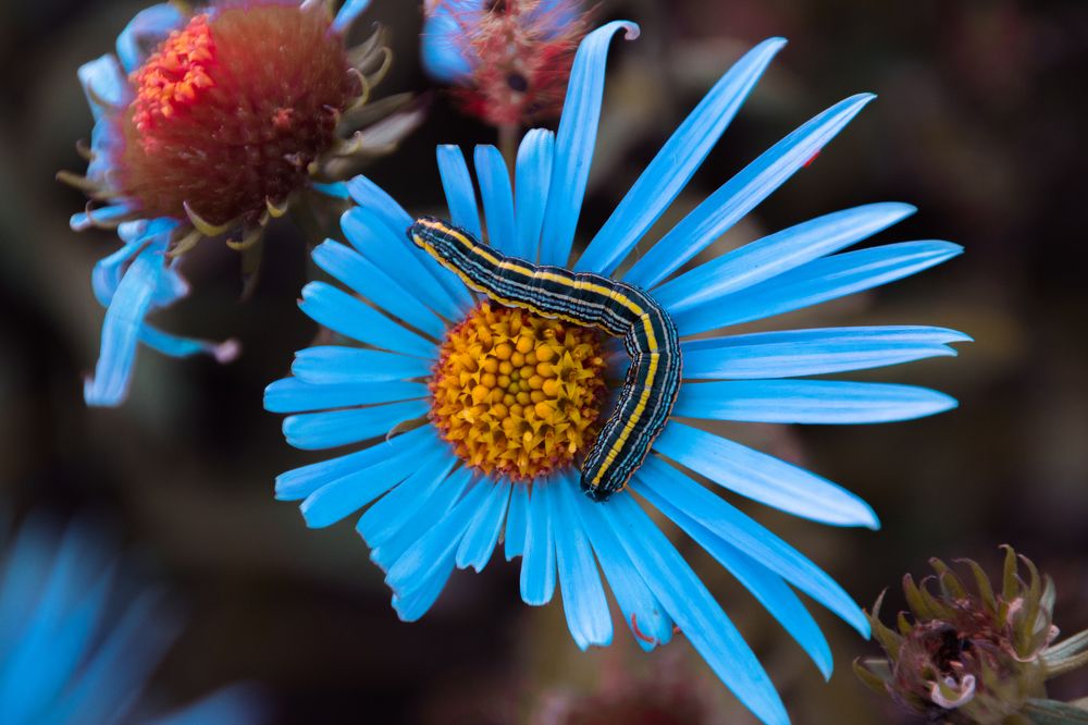 Гусеница на цветке