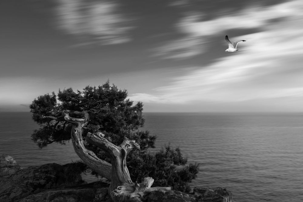 Чайка на ветру