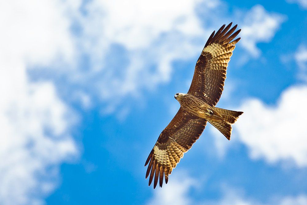 Хранитель Отошо (Будды Медицины)