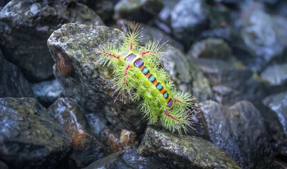 Colorful Caterpillar a Rare Sight