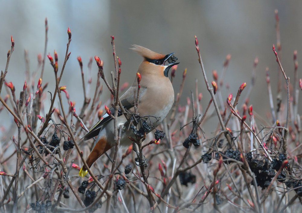 Голод не тетка.