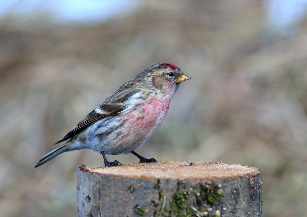 Опять стол не накрыли.